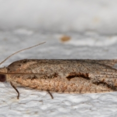 Meritastis undescribed species at Melba, ACT - 8 Mar 2022