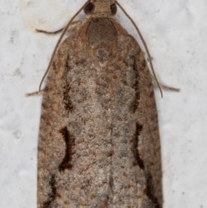 Meritastis undescribed species at Melba, ACT - 8 Mar 2022