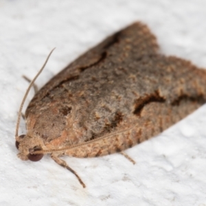 Meritastis undescribed species at Melba, ACT - 8 Mar 2022