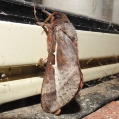 Oxycanus (genus) (Unidentified Oxycanus moths) at Lions Youth Haven - Westwood Farm A.C.T. - 19 Apr 2022 by HelenCross