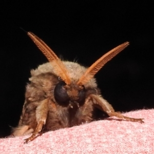 Oxycanus (genus) at Kambah, ACT - 19 Apr 2022