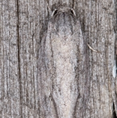 Agriophara (genus) (A Flat-bodied moth (Stenomatinae, Depressariidae)) at Melba, ACT - 9 Mar 2022 by kasiaaus