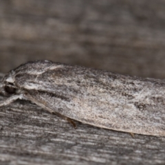 Agriophara (genus) at Melba, ACT - 9 Mar 2022 08:26 PM