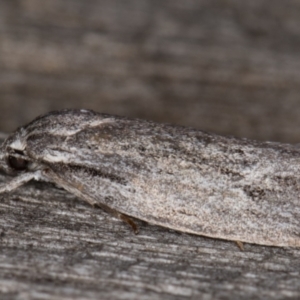 Agriophara (genus) at Melba, ACT - 9 Mar 2022 08:26 PM