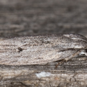 Agriophara (genus) at Melba, ACT - 9 Mar 2022 08:26 PM