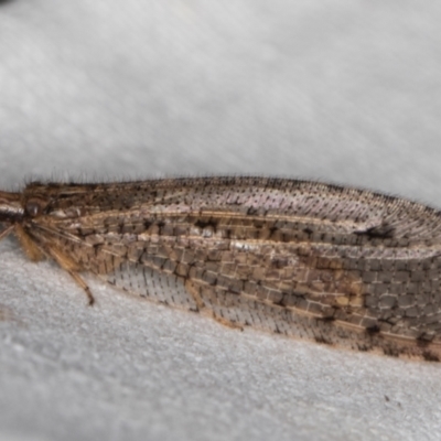 Oedosmylus tasmaniensis (Lacewing) at Melba, ACT - 9 Mar 2022 by kasiaaus