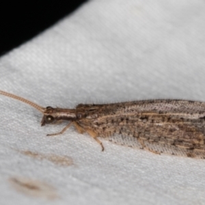 Oedosmylus tasmaniensis at Melba, ACT - 9 Mar 2022 08:28 PM