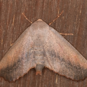 Monoctenia smerintharia at Melba, ACT - 10 Mar 2022 12:14 AM