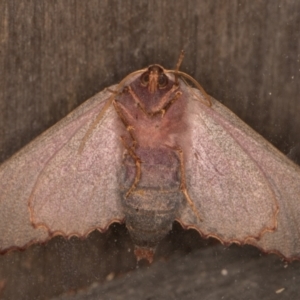 Monoctenia smerintharia at Melba, ACT - 10 Mar 2022