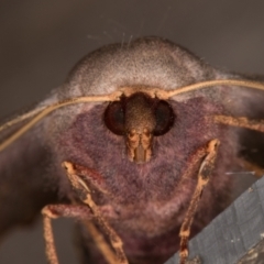 Monoctenia smerintharia at Melba, ACT - 10 Mar 2022