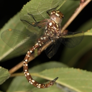 Dendroaeschna conspersa at Melba, ACT - 10 Mar 2022