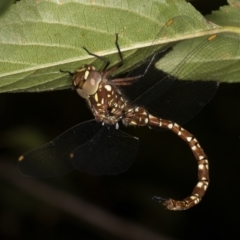 Dendroaeschna conspersa at Melba, ACT - 10 Mar 2022