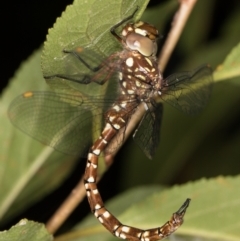 Dendroaeschna conspersa at Melba, ACT - 10 Mar 2022