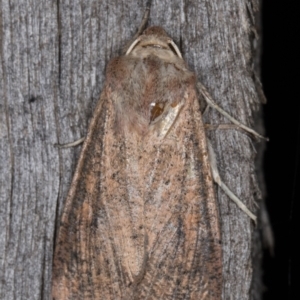 Mythimna (Pseudaletia) convecta at Melba, ACT - 10 Mar 2022