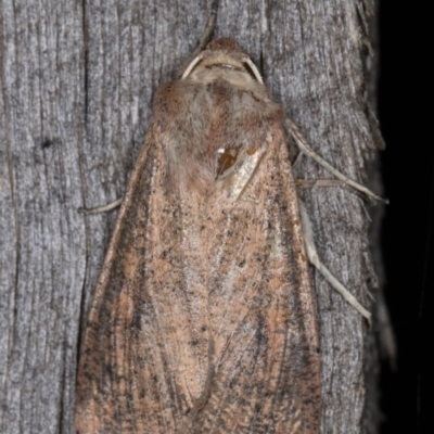 Mythimna (Pseudaletia) convecta (Common Armyworm) at Melba, ACT - 10 Mar 2022 by kasiaaus