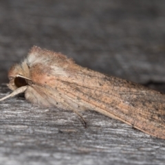 Mythimna (Pseudaletia) convecta at Melba, ACT - 10 Mar 2022