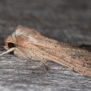 Mythimna (Pseudaletia) convecta at Melba, ACT - 10 Mar 2022