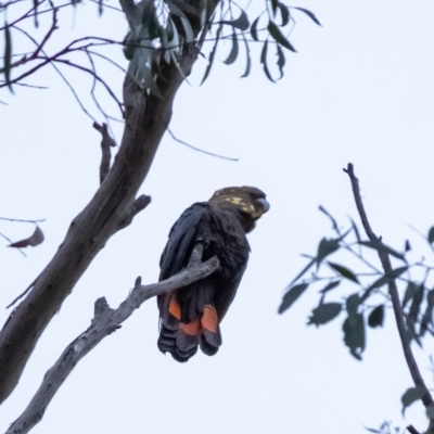 Calyptorhynchus lathami lathami (Glossy Black-Cockatoo) at Penrose, NSW - 19 Apr 2022 by Aussiegall
