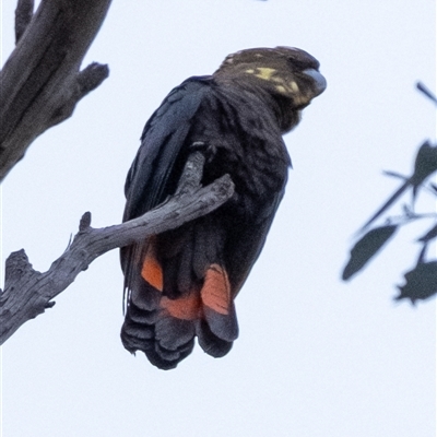 Calyptorhynchus lathami (Glossy Black-Cockatoo) at Penrose, NSW - 19 Apr 2022 by Aussiegall