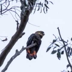 Calyptorhynchus lathami (Glossy Black-Cockatoo) at Penrose, NSW - 19 Apr 2022 by Aussiegall