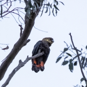 Calyptorhynchus lathami (Glossy Black-Cockatoo) at suppressed by Aussiegall