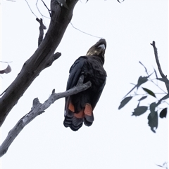 Calyptorhynchus lathami lathami at Penrose, NSW - 19 Apr 2022