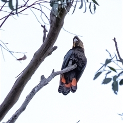 Calyptorhynchus lathami lathami at Penrose, NSW - 19 Apr 2022