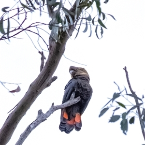 Calyptorhynchus lathami lathami at Penrose, NSW - 19 Apr 2022