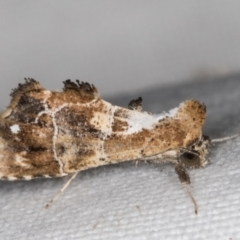 Arrade leucocosmalis (A Hypeninae moth) at Melba, ACT - 10 Mar 2022 by kasiaaus