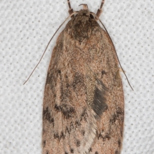 Heliocausta undescribed species at Melba, ACT - 10 Mar 2022 09:34 PM