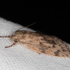 Heliocausta undescribed species at Melba, ACT - 10 Mar 2022 09:34 PM