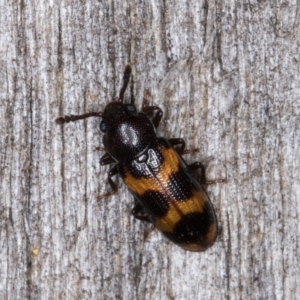 Erotylidae (family) at Melba, ACT - 11 Mar 2022 11:37 PM