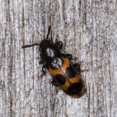 Erotylidae (family) (Fungus beetle) at Melba, ACT - 11 Mar 2022 by kasiaaus