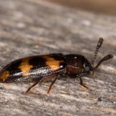 Erotylidae (family) at Melba, ACT - 11 Mar 2022 11:37 PM