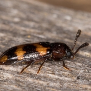 Erotylidae (family) at Melba, ACT - 11 Mar 2022 11:37 PM