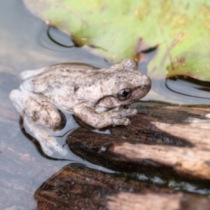 Litoria peronii at Penrose, NSW - 19 Apr 2022