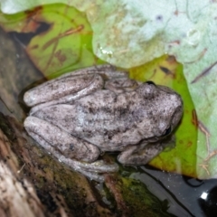 Litoria peronii at Penrose, NSW - 19 Apr 2022