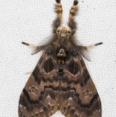 Orgyia anartoides (Painted Apple Moth) at Melba, ACT - 11 Mar 2022 by kasiaaus