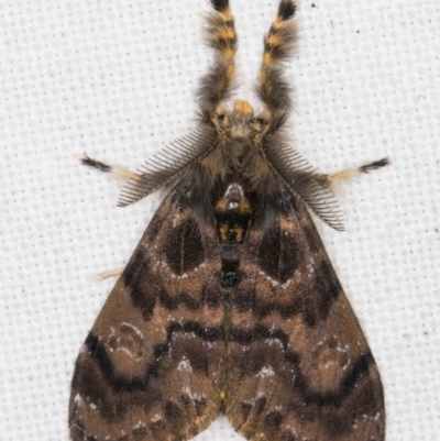 Orgyia anartoides (Painted Apple Moth) at Melba, ACT - 11 Mar 2022 by kasiaaus