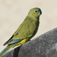 Neophema petrophila at West Busselton, WA - 17 Mar 2007 07:24 PM