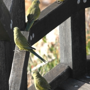 Neophema petrophila at West Busselton, WA - 17 Mar 2007 07:24 PM
