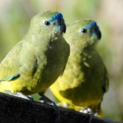 Neophema petrophila at West Busselton, WA - 17 Mar 2007 07:24 PM