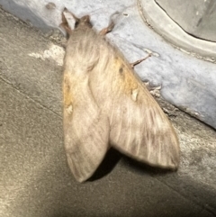 Oxycanus (genus) (Unidentified Oxycanus moths) at Pialligo, ACT - 19 Apr 2022 by Bugologist