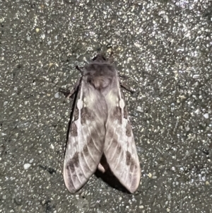 Oxycanus (genus) at Pialligo, ACT - 20 Apr 2022 04:00 AM