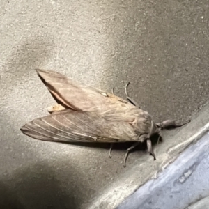 Oxycanus (genus) at Pialligo, ACT - 20 Apr 2022 04:00 AM