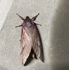 Oxycanus (genus) at Pialligo, ACT - 20 Apr 2022 04:00 AM