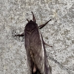 Oxycanus (genus) at Pialligo, ACT - 20 Apr 2022 04:00 AM