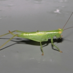 Unidentified Katydid (Tettigoniidae) at Wellington Point, QLD - 27 Mar 2022 by TimL