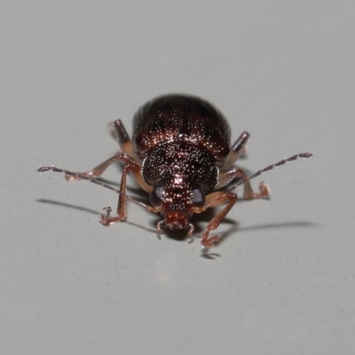 Unidentified Beetle (Coleoptera) at Wellington Point, QLD - 29 Mar 2022 by TimL