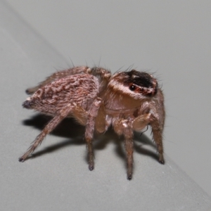 Maratus griseus at Wellington Point, QLD - 29 Mar 2022